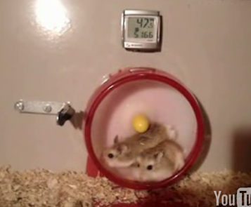 Go Speed Hamster!